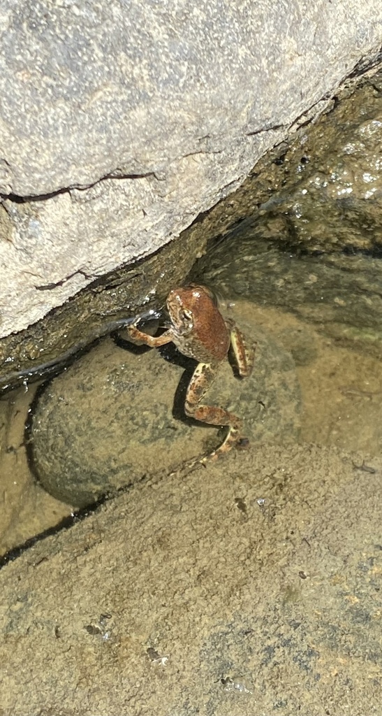 Foothill Yellow legged Frog In May 2023 By Lili mulder INaturalist Foothill Yellow legged Frog In May 2023 By Lili mulder INaturalist