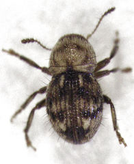 Dysnocryptus pallidus
