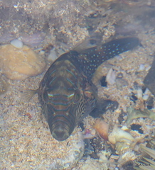 Canthigaster amboinensis