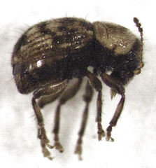 Dysnocryptus pallidus