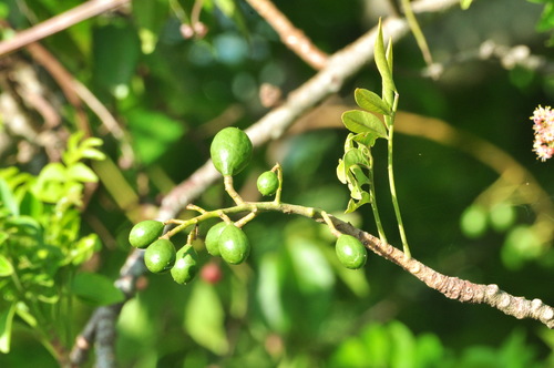 Spondias purpurea