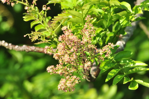 Spondias purpurea