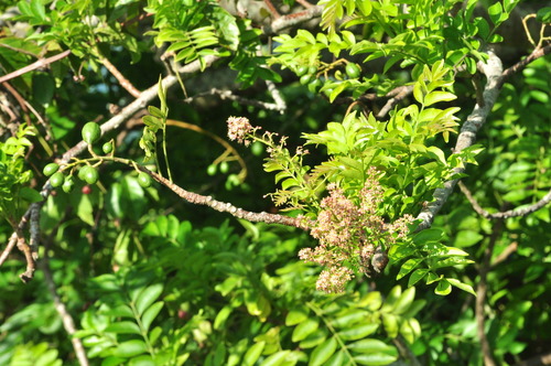Spondias purpurea