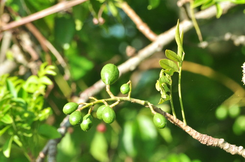 Spondias purpurea