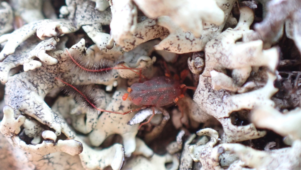 Mediterranean Plumefoot Mite