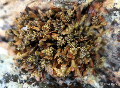 Sargassum obtusifolium