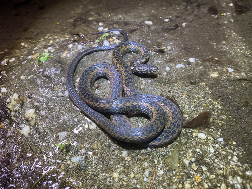 Vietnam Water Snake