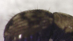 Dysnocryptus pallidus