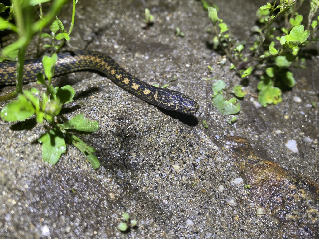 Chapa Flat-Nosed Snake