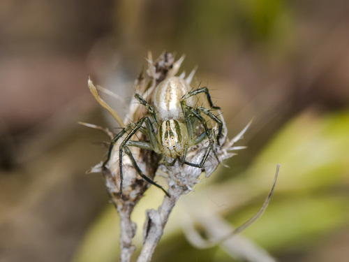 Oxyopes lineatus