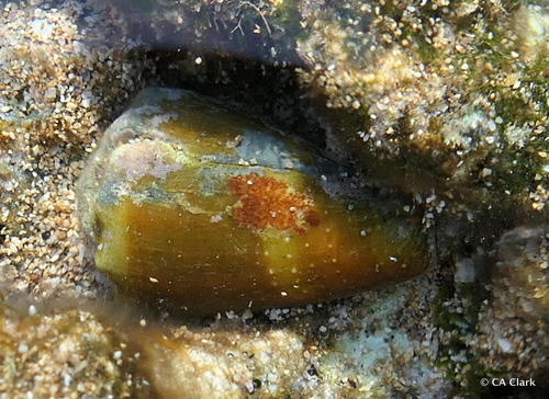 Conus lividus observed 2018-05-28
