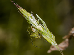 Oxyopes lineatus