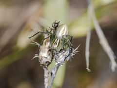 Oxyopes lineatus