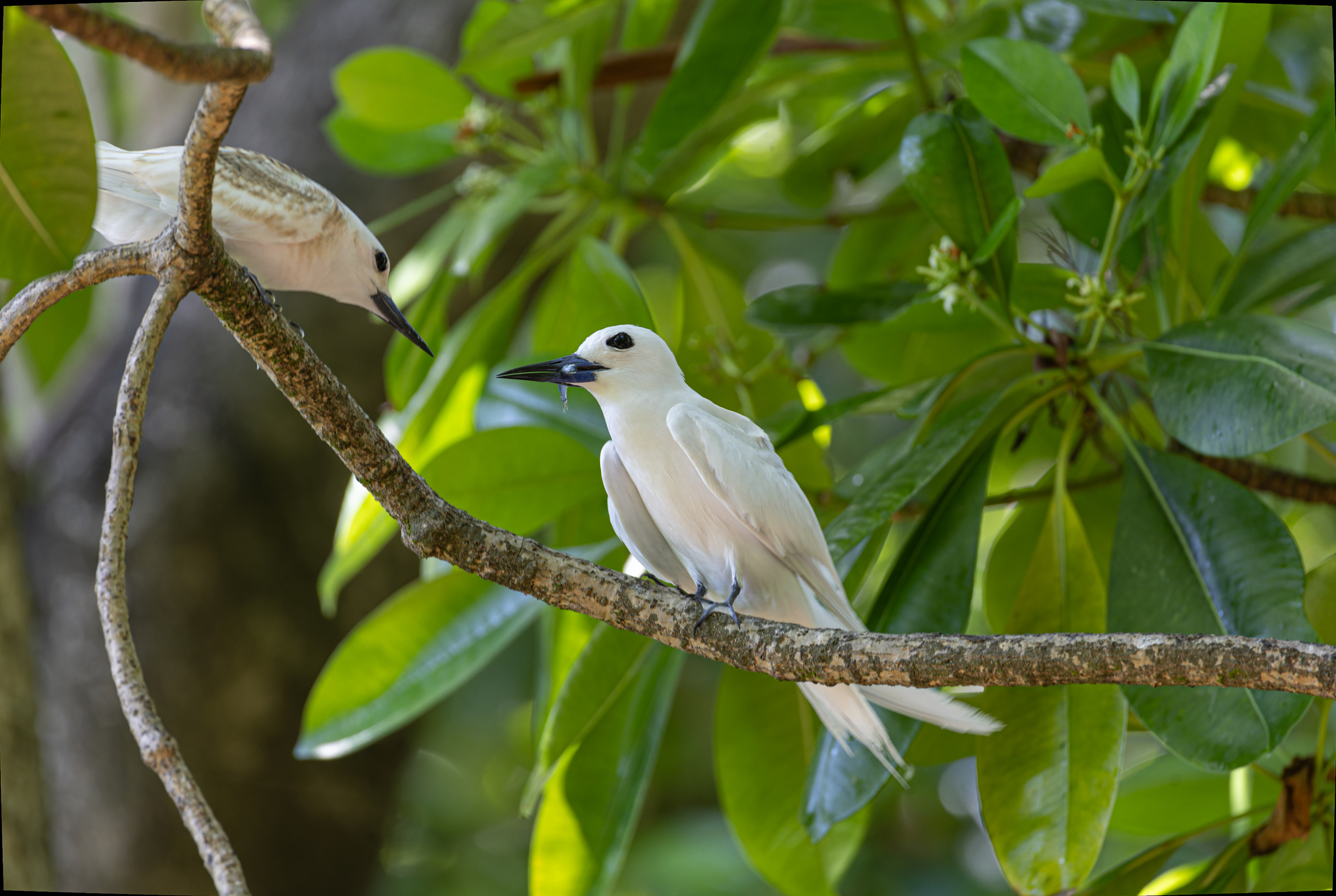 Atlantic White Tern