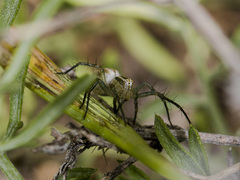 Oxyopes lineatus