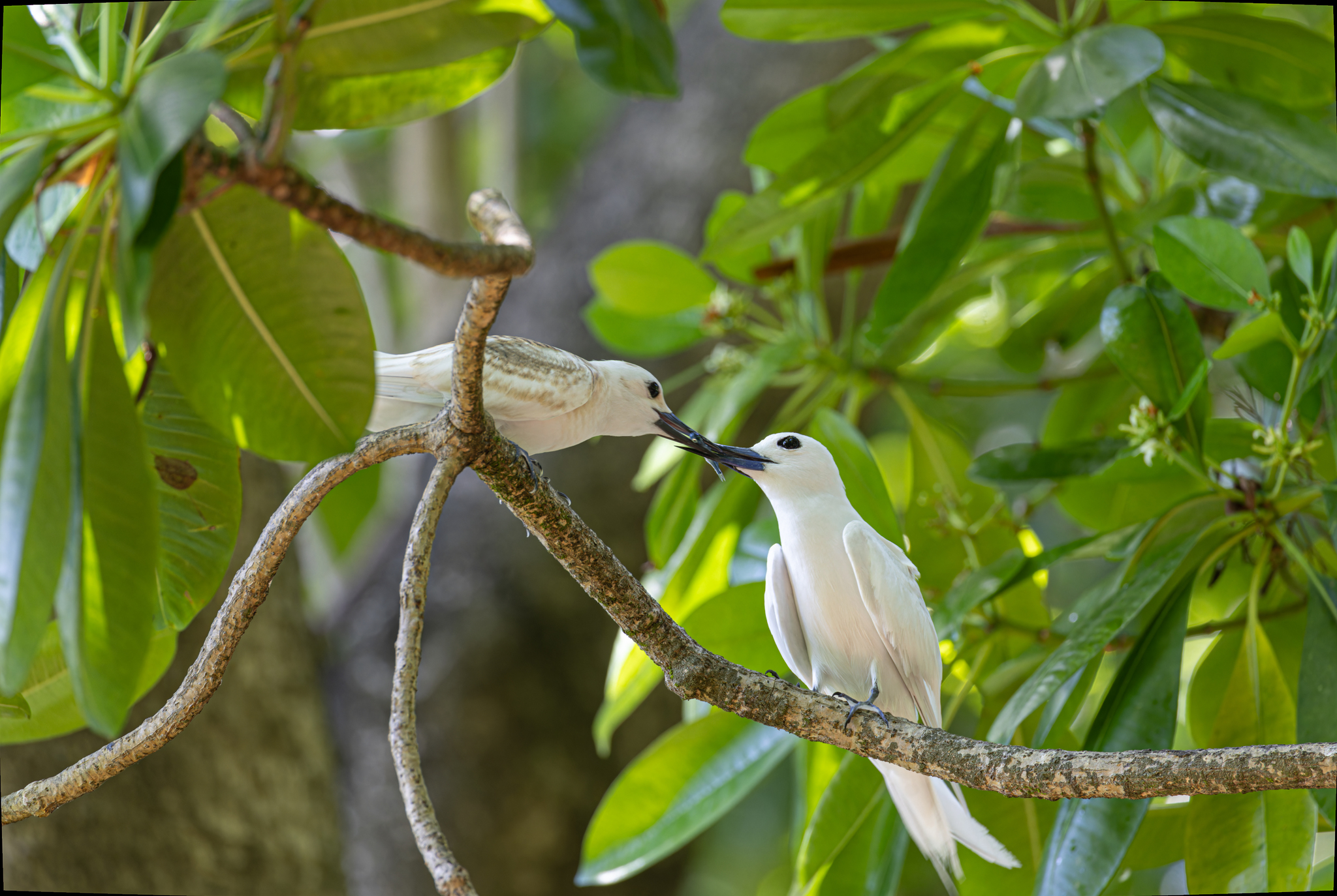 Atlantic White Tern