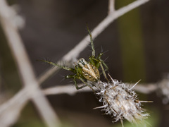 Oxyopes lineatus