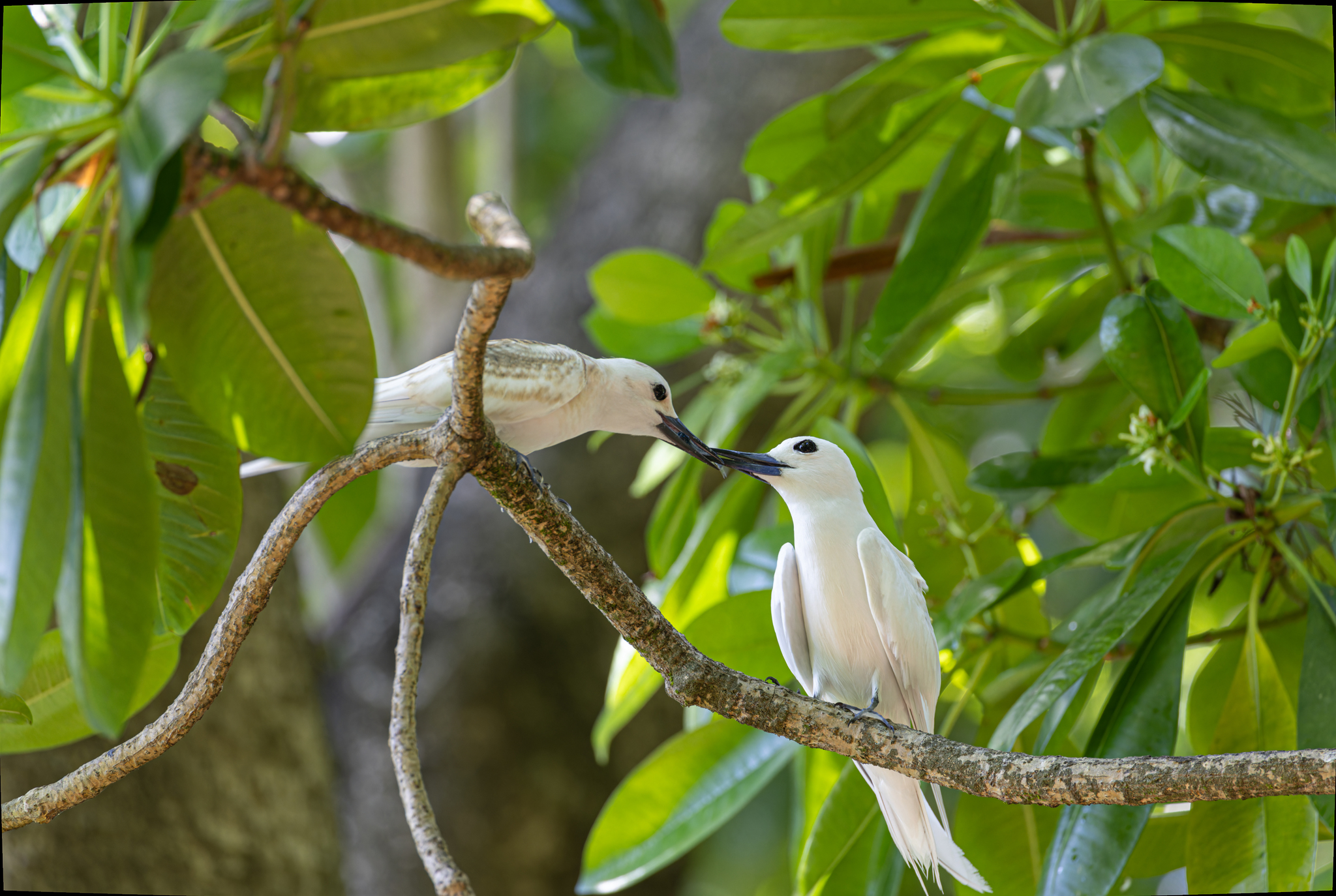 Atlantic White Tern
