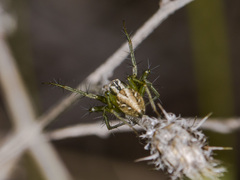 Oxyopes lineatus