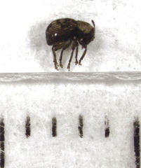 Dysnocryptus pallidus