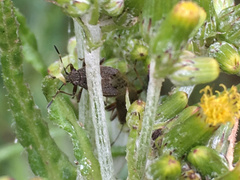 Rhypodes