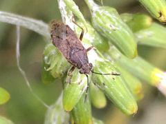 Rhypodes