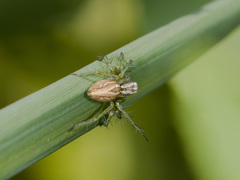 Oxyopes lineatus