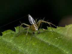 Oxyopes lineatus