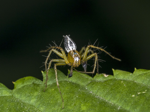 Oxyopes lineatus