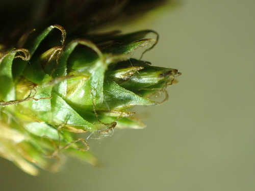 Image of Carex brevior by (c) John Baur, some rights reserved (CC BY)