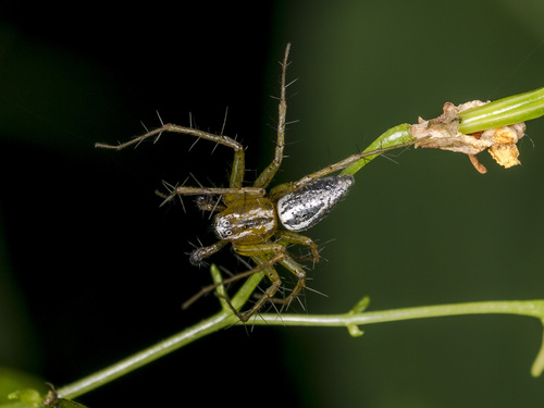 Oxyopes lineatus