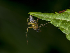 Oxyopes lineatus