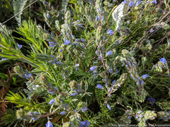 Veronica multifida