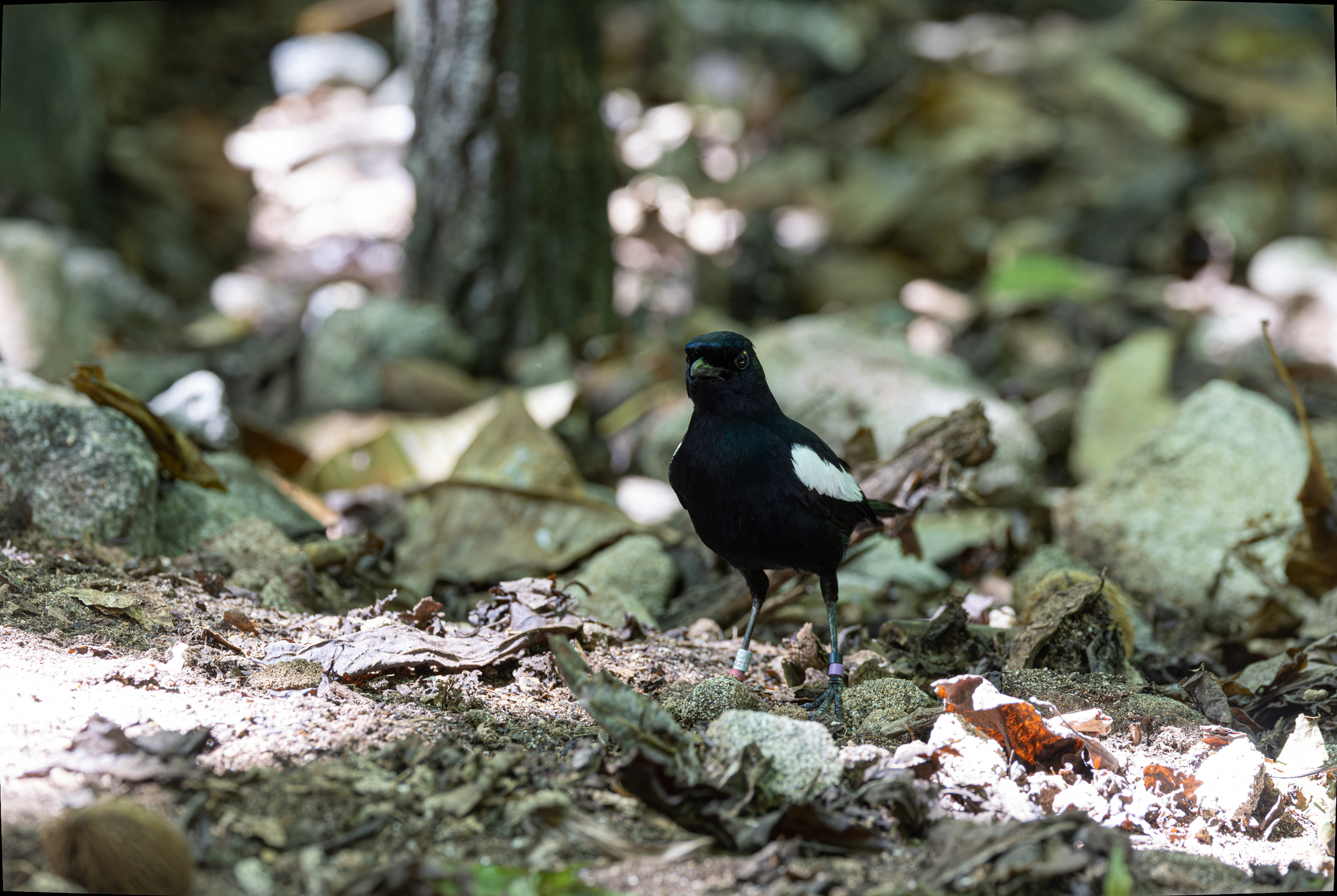 Seychelles Magpie-Robin (Copsychus sechellarum), photo 3