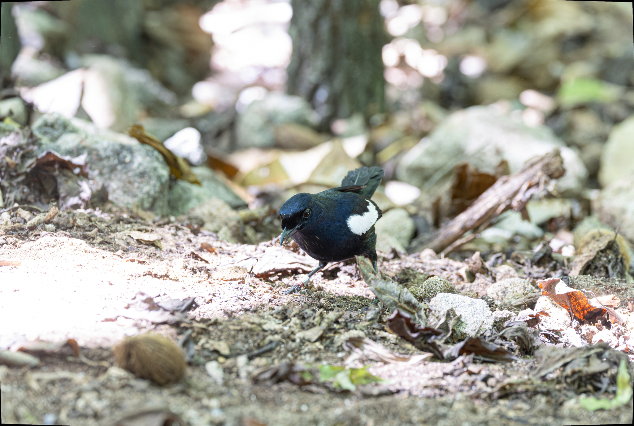 Seychelles Magpie-Robin (Copsychus sechellarum), photo 8