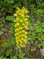 Orchis punctulata