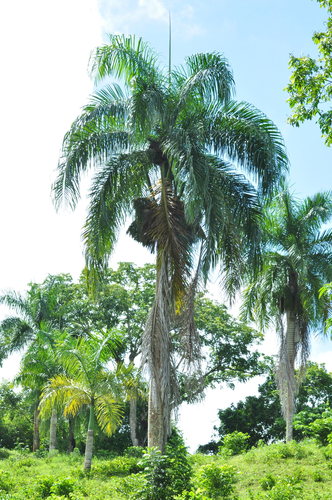 Image of Roystonea borinquena by (c) Oscar Marín, some rights reserved (CC BY-SA)