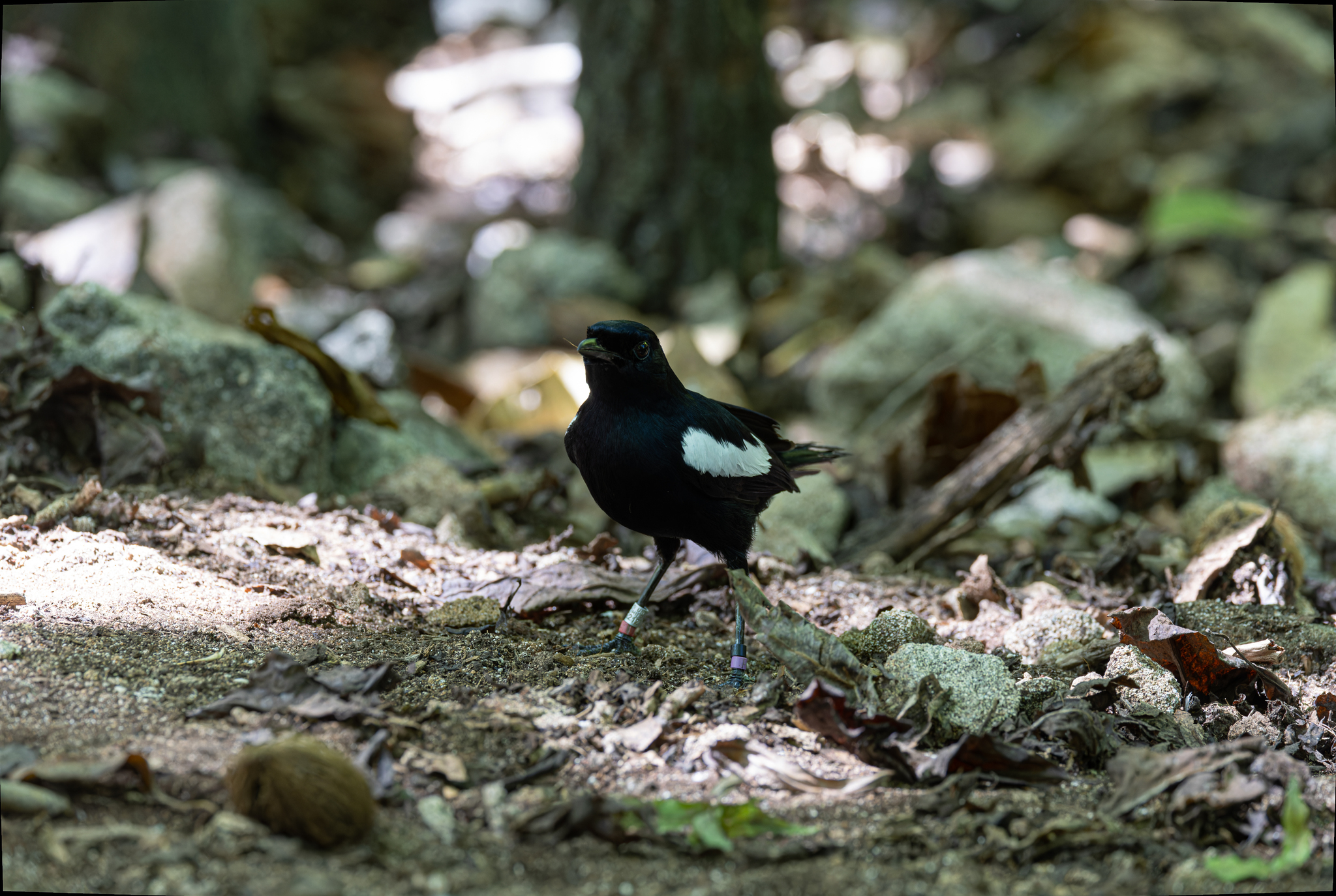 Seychelles Magpie-Robin (Copsychus sechellarum), photo 4
