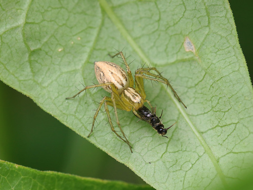 Oxyopes lineatus
