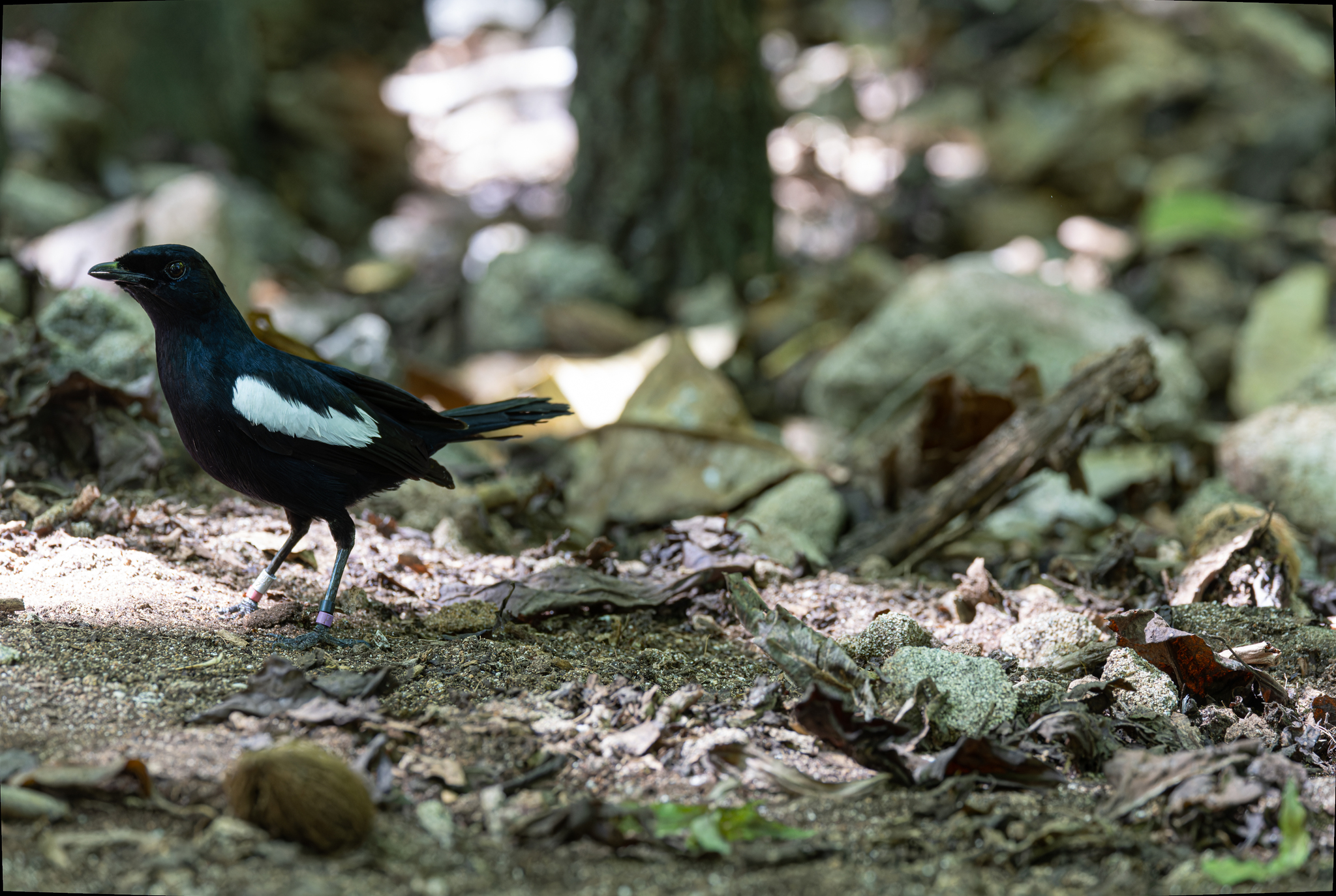 Seychelles Magpie-Robin (Copsychus sechellarum), photo 9