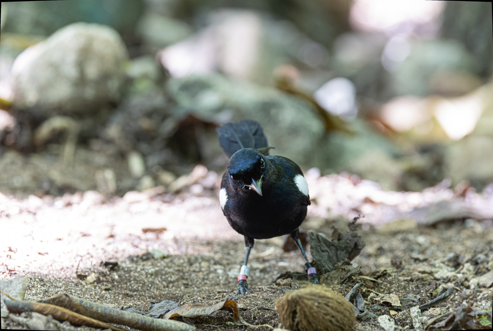 Seychelles Magpie-Robin (Copsychus sechellarum), photo 10