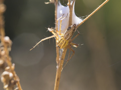 Oxyopes lineatus