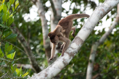 Cebus yuracus