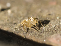 Oxyopes lineatus