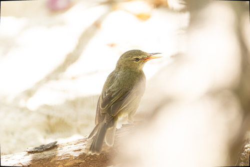 Seychelles Warbler (Acrocephalus sechellensis), photo 4