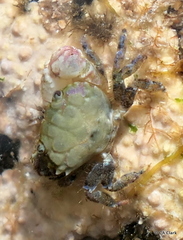 Xanthidae