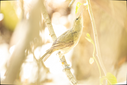 Seychelles Warbler (Acrocephalus sechellensis), photo 7