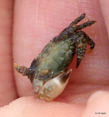 Xanthidae