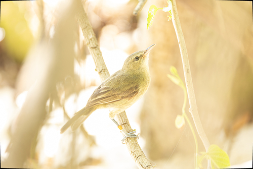 Seychelles Warbler (Acrocephalus sechellensis), photo 8