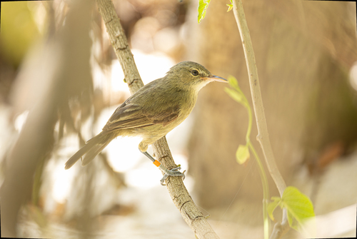 Seychelles Warbler (Acrocephalus sechellensis), photo 9